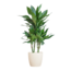 Dracaena Janet Lindt met Viber wit - 95cm - Ø21