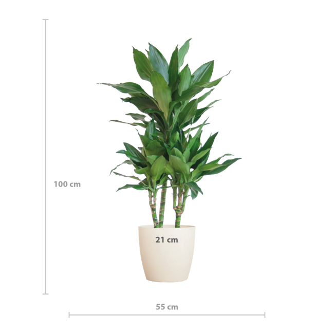 Dracaena Janet Lindt met Viber wit - 95cm - Ø21