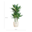 Dracaena Janet Lindt met Viber wit - 95cm - Ø21