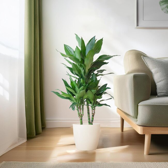 Dracaena Janet Lindt met Viber wit - 95cm - Ø21