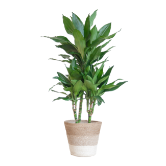 Dracaena Janet Lindt met mand Lissabon wit - 95cm - Ø21