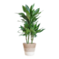 Dracaena Janet Lindt met mand Lissabon wit - 95cm - Ø21
