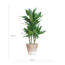 Dracaena Janet Lindt met mand Lissabon wit - 95cm - Ø21