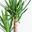 Dracaena Janet Lindt met mand Lissabon wit - 95cm - Ø21