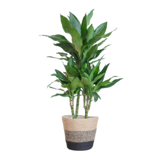 Dracaena Janet Lindt met Mand Lissabon zwart - 95cm - Ø21