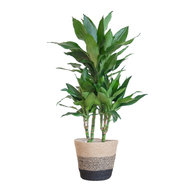 Dracaena Janet Lindt met Mand Lissabon zwart - 95cm - Ø21