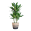 Dracaena Janet Lindt met Mand Lissabon zwart - 95cm - Ø21