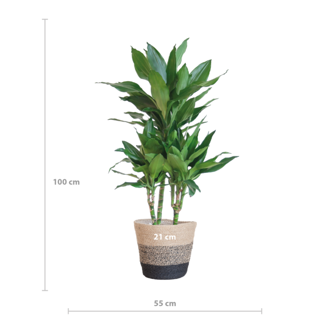 Dracaena Janet Lindt met Mand Lissabon zwart - 95cm - Ø21