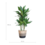 Dracaena Janet Lindt met Mand Lissabon zwart - 95cm - Ø21