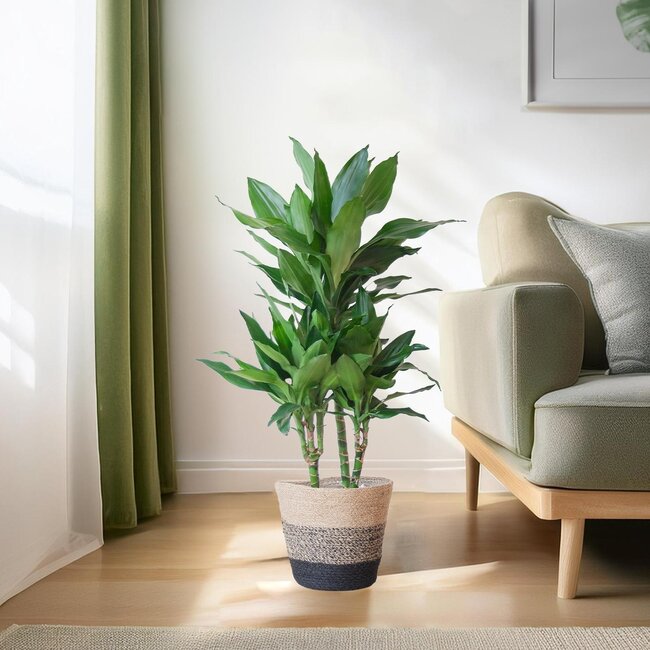 Dracaena Janet Lindt met Mand Lissabon zwart - 95cm - Ø21