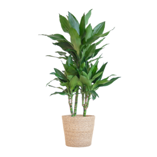 Dracaena Janet Lindt met Sofia mand naturel - 95cm - Ø21