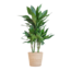 Dracaena Janet Lindt met Sofia mand naturel - 95cm - Ø21