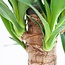 Dracaena Janet Lindt met Sofia mand naturel - 95cm - Ø21