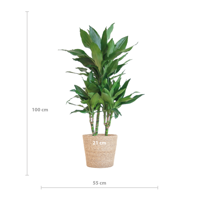 Dracaena Janet Lindt met Sofia mand naturel - 95cm - Ø21