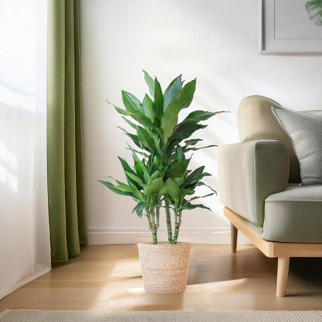 Dracaena Janet Lindt met Sofia mand naturel - 95cm - Ø21