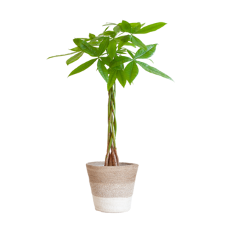 Pachira Aquatica met Mand Lissabon wit - 80cm - Ø21