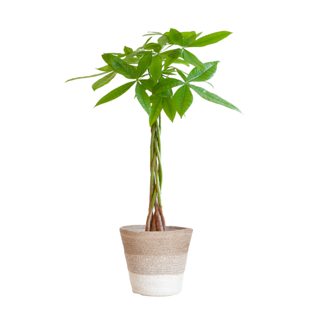 Pachira Aquatica met Mand Lissabon wit - 80cm - Ø21