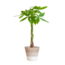 Pachira Aquatica met Mand Lissabon wit - 80cm - Ø21