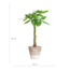Pachira Aquatica met Mand Lissabon wit - 80cm - Ø21