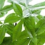 Pachira Aquatica met Mand Lissabon wit - 80cm - Ø21