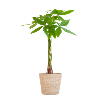 Pachira Aquatica met Sofia mand naturel - 80cm - Ø21