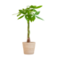 Pachira Aquatica met Sofia mand naturel - 80cm - Ø21