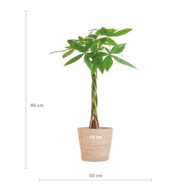 Pachira Aquatica met Sofia mand naturel - 80cm - Ø21