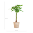 Pachira Aquatica met Sofia mand naturel - 80cm - Ø21