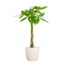 Pachira Aquatica met Viber wit - 80cm - Ø21