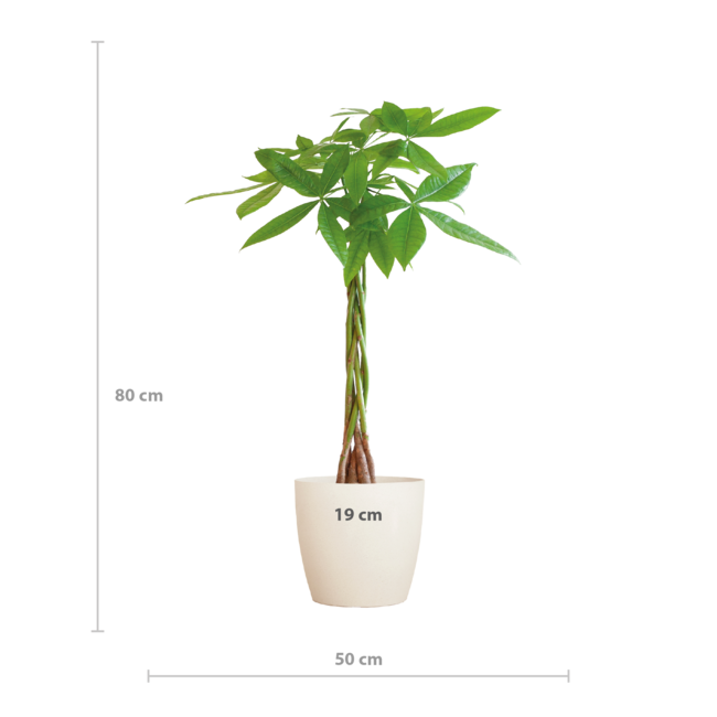 Pachira Aquatica met Viber wit - 80cm - Ø21