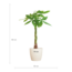 Pachira Aquatica met Viber wit - 80cm - Ø21