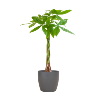 Pachira Aquatica met Viber grijs - 80cm - Ø2