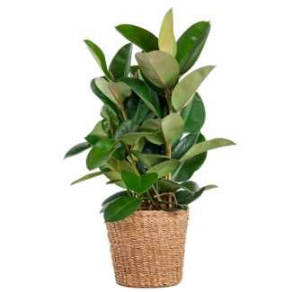 Ficus Elastica Robusta XL met mand Torun - 90cm - Ø27