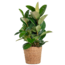 Ficus Elastica Robusta XL met mand Torun - 90cm - Ø27