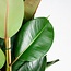 Ficus Elastica Robusta XL met mand Torun - 90cm - Ø27
