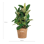 Ficus Elastica Robusta XL met mand Torun - 90cm - Ø27