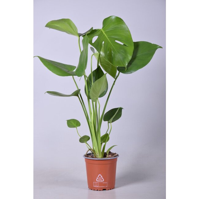 Monstera Deliciosa - Ø14cm - ↕55cm