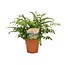 Asplenium Parvati - Ø12cm - ↕35cm