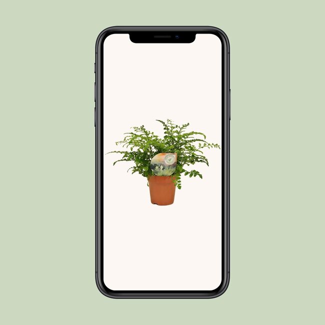 Asplenium Parvati - Ø12cm - ↕35cm