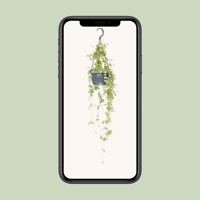 Ceropegia Linearis 'Iris' - Ø14cm - ↕38cm