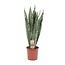 Sansevieria Zeylanica - Ø17cm - ↕70cm
