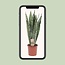 Sansevieria Zeylanica - Ø17cm - ↕70cm