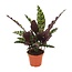 Calathea Insignis - Ø12cm - ↕50cm