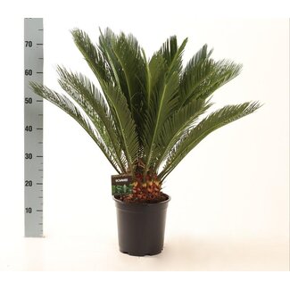 Cycas Revoluta - Ø21cm - ↕75cm