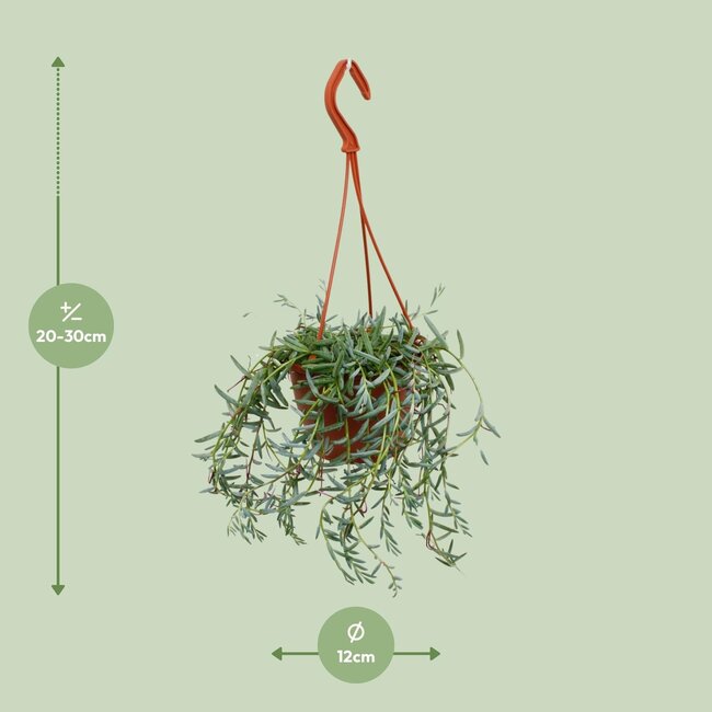 Senecio Hallianus - Ø12cm - ↕25cm