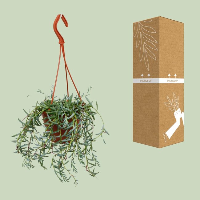 Senecio Hallianus - Ø12cm - ↕25cm