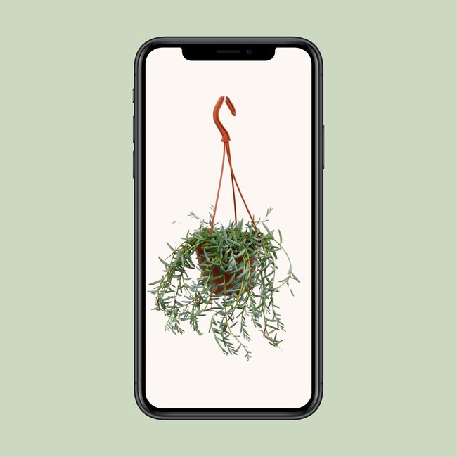 Senecio Hallianus - Ø12cm - ↕25cm