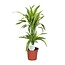 Dracaena Lemon Lime - Ø17cm - ↕65cm