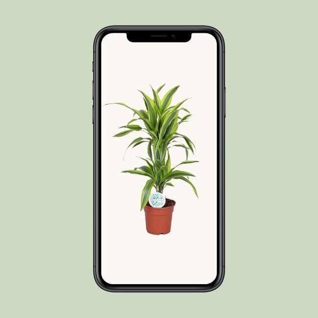 Dracaena Lemon Lime - Ø17cm - ↕65cm