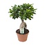 Ficus Ginseng - Ø17cm - ↕40cm